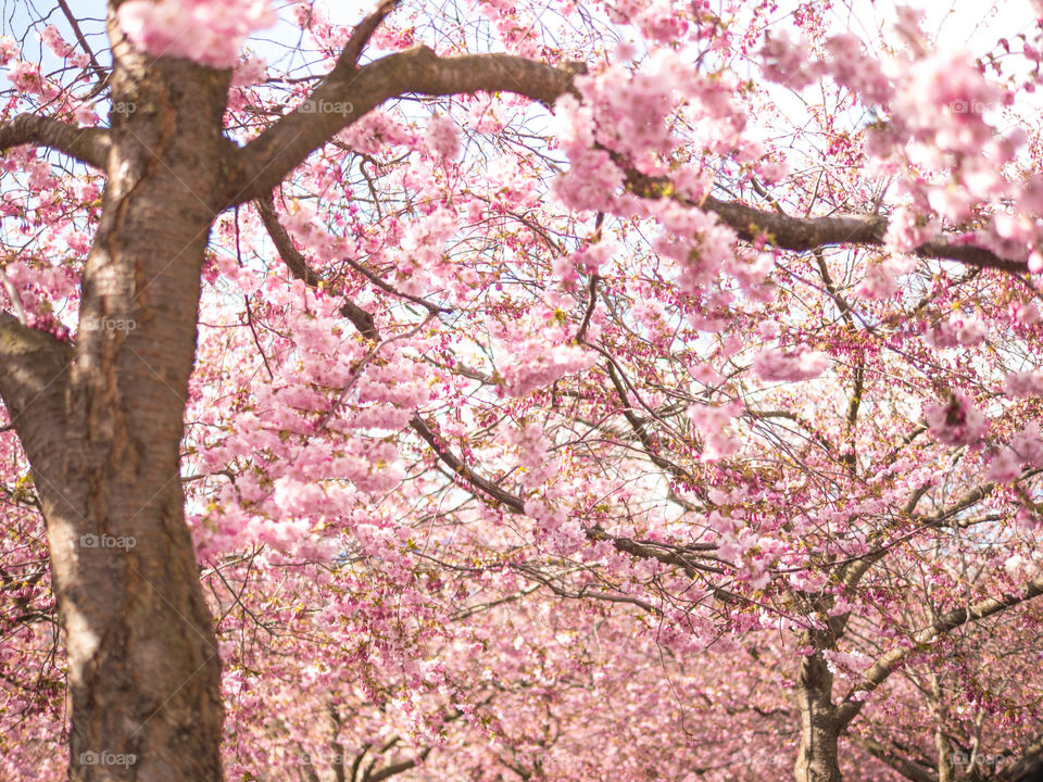 Körsbärsblommor