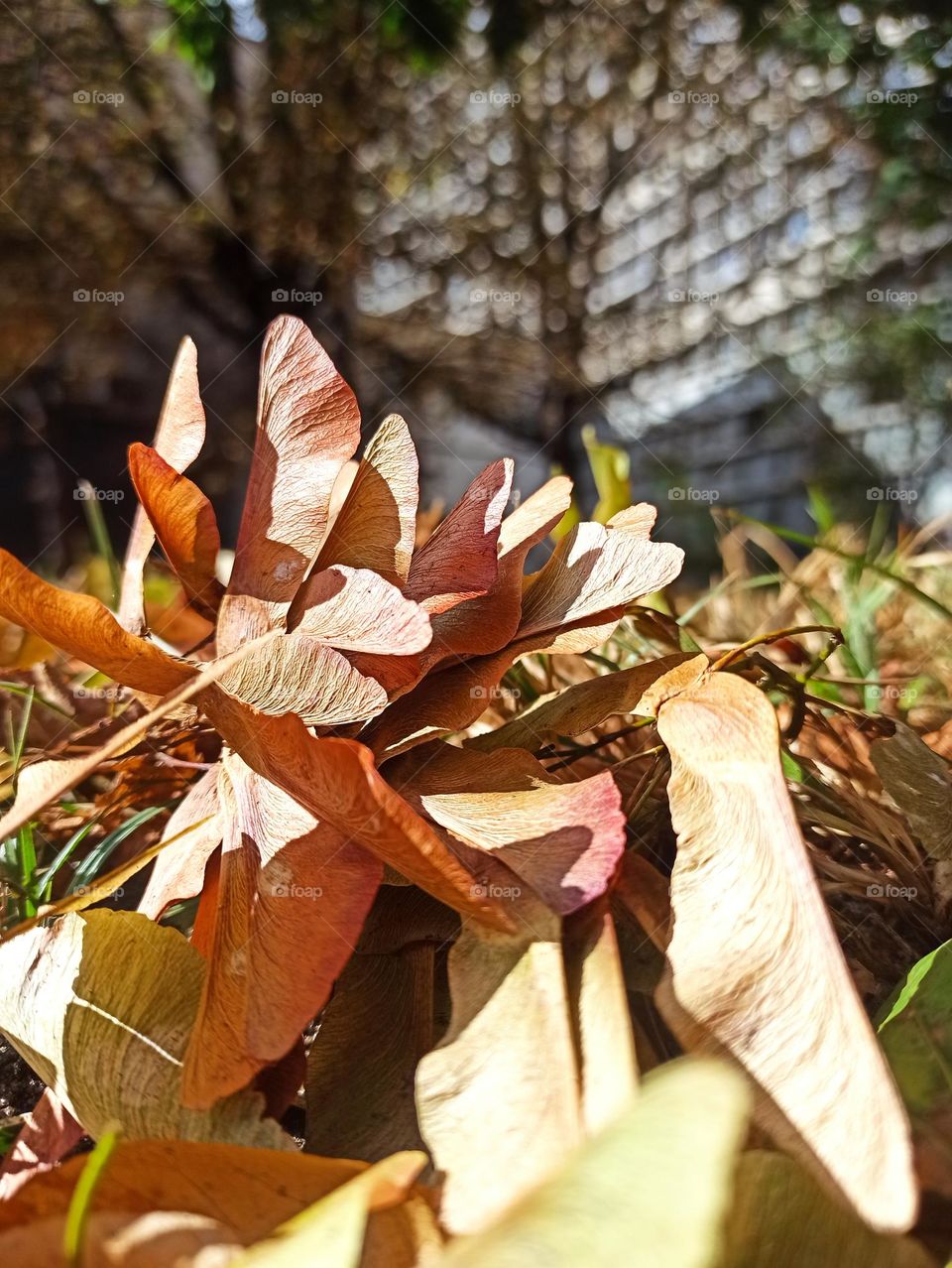 Fall Wins! (Bonus Exclusive Mission)