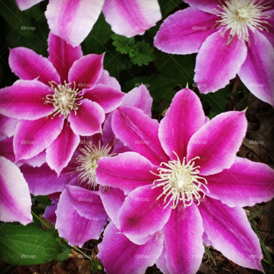 More from the green thumb.