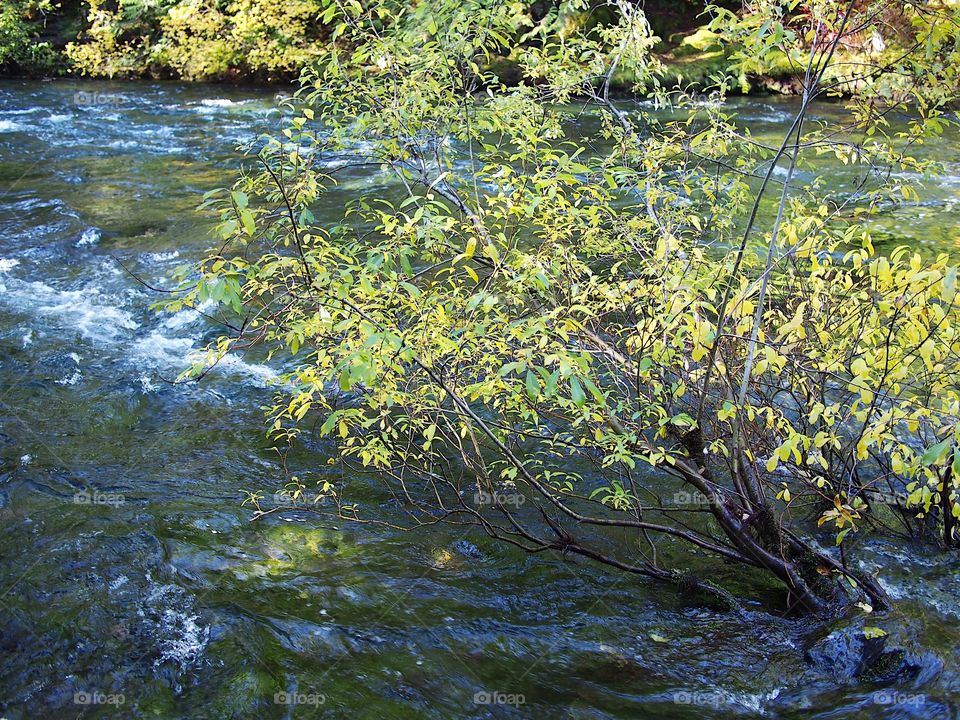 Sun rays penetrate the thick trees of the forests around Western Oregon’s McKenzie River and beautifully illuminate the water and surrounding trees on the banks of the river on a fall day. 