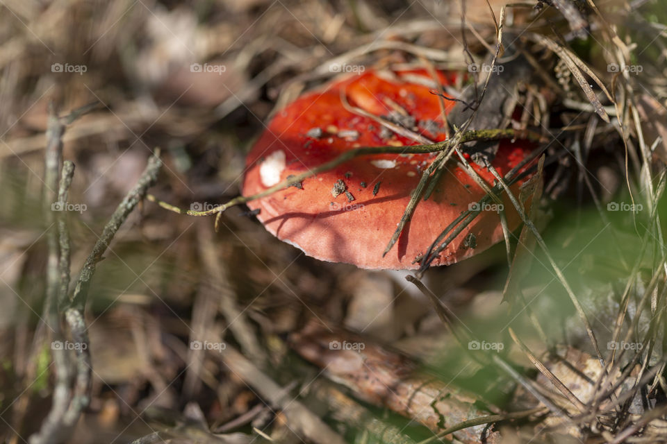 Mushroom picking season. Edible mushroom in the forest in autumn.