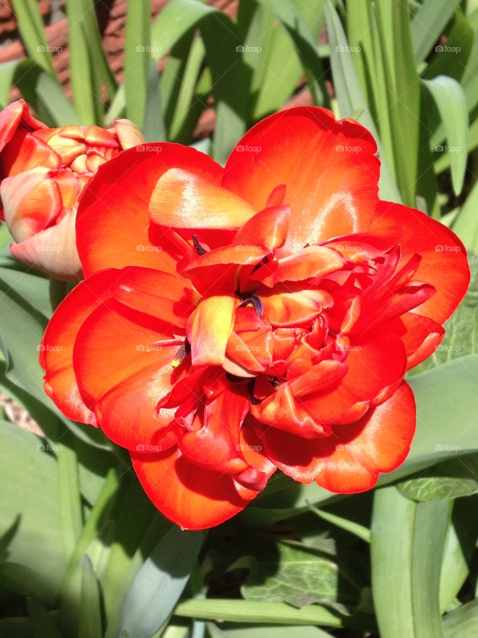 Large blooming red tulip fully opened