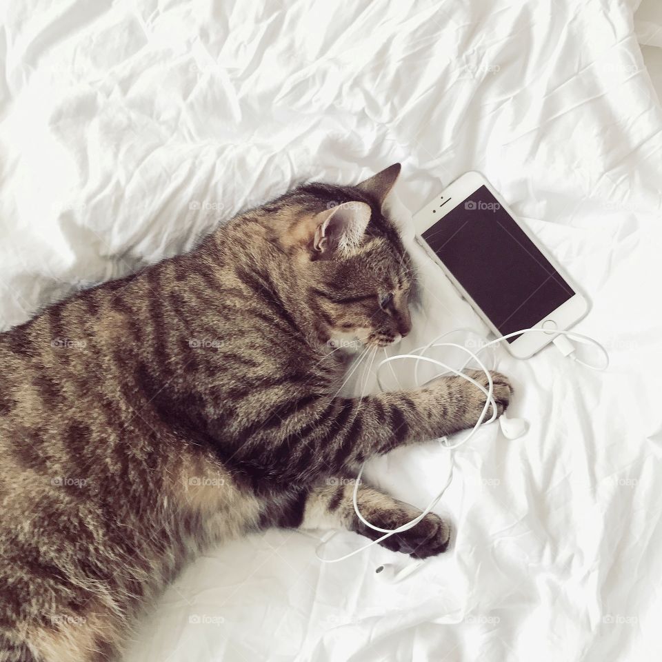 Cute cats with a smartphone. Technology 