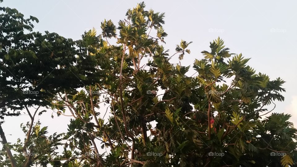 little light on the tree with unique shape