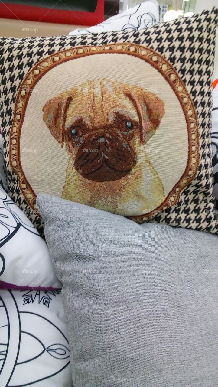 cushions dog