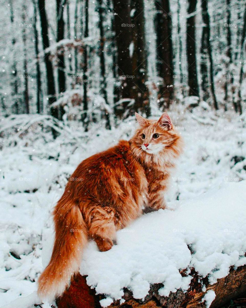 red cat in the snow