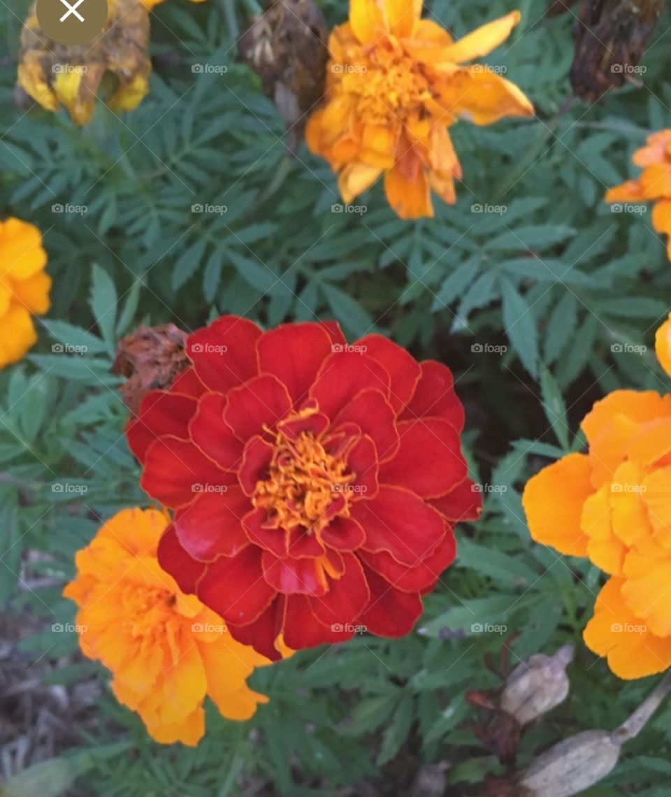 🌹 🇺🇸 Very beautiful flowers to brighten our day.  Live nature and its beauty. Did you like the delicate petals? / 🇧🇷 Flores muito bonitas para alegrar nosso dia. Viva a natureza e sua beleza. Gostaram das pétalas delicadas? 
