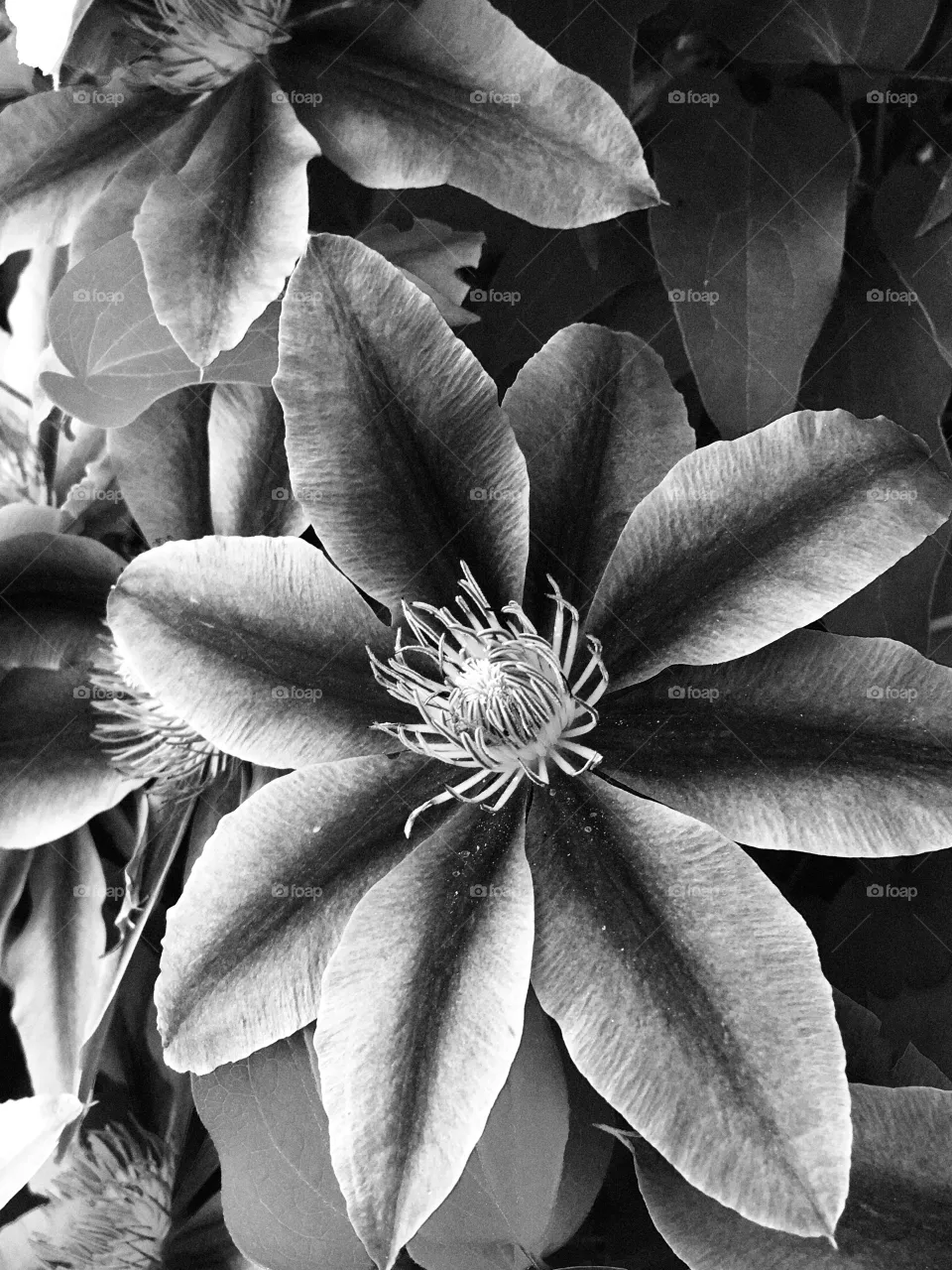 Clematis
