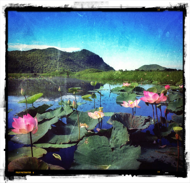 Lotus flower on the lake. Kamping Puoy, Cambodia