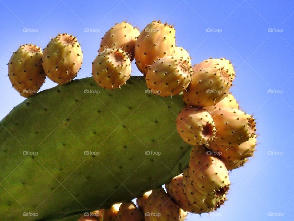 Cactus fruit