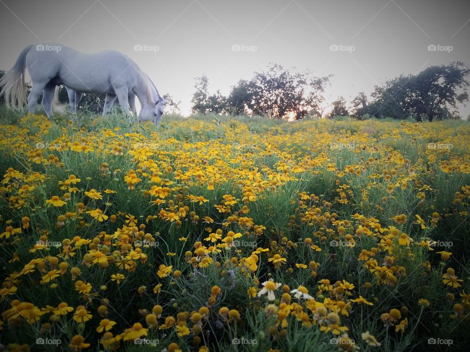 Yellow Field