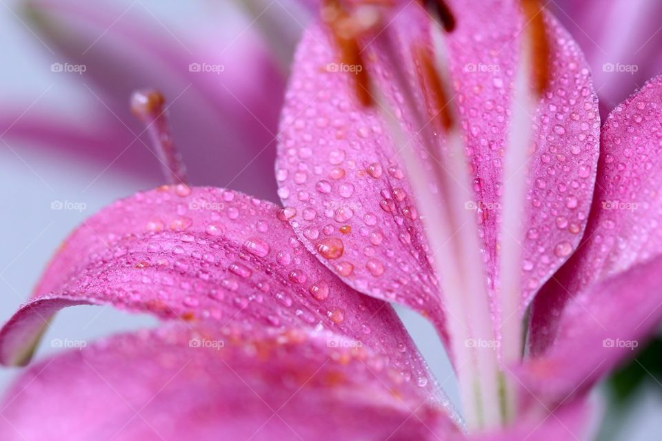 Flower with raindrops 