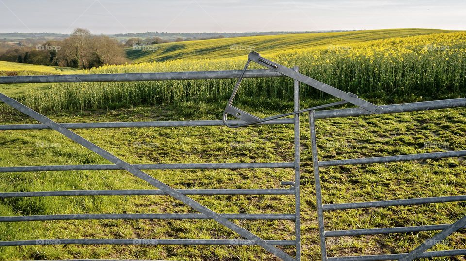 A steel gate halts progress into a field full of yellow rapeseed 