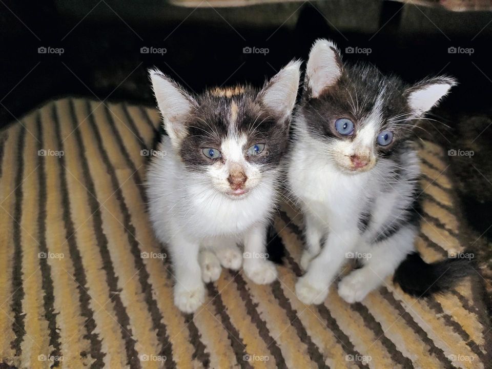 Two kitten