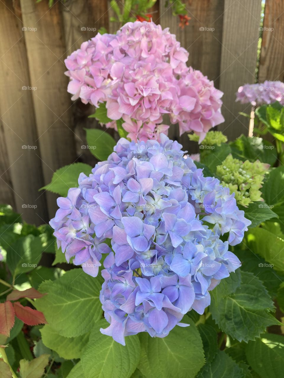Pastel big leaf hydrangeas 