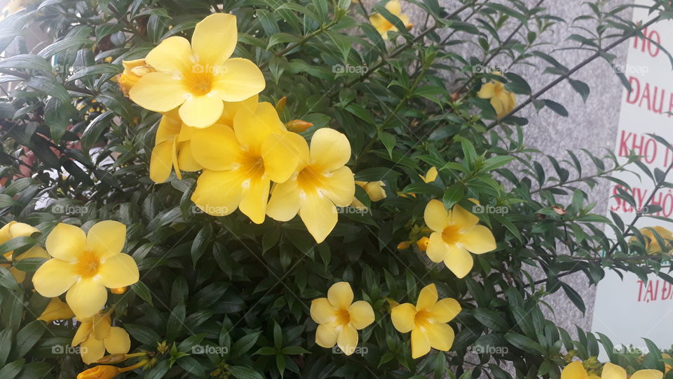 beautiful in flowers