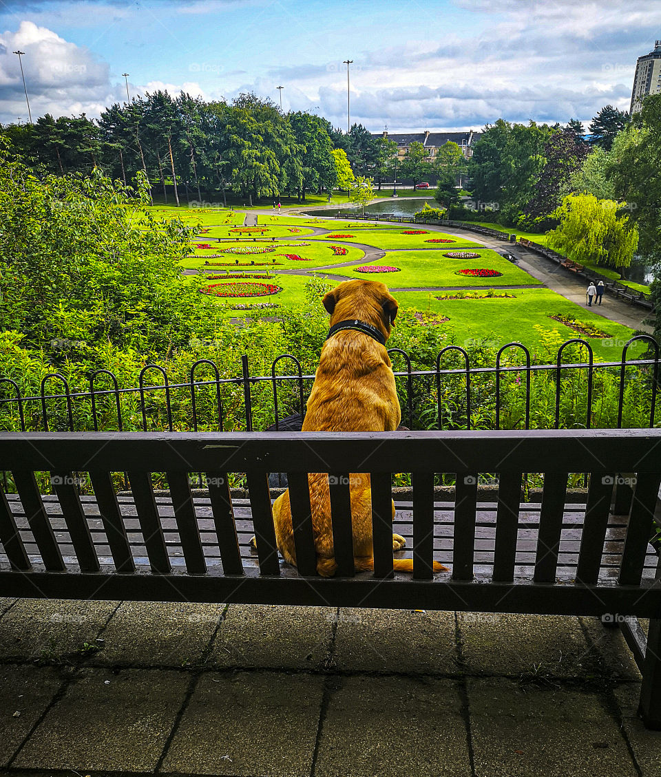 A dog on the bench