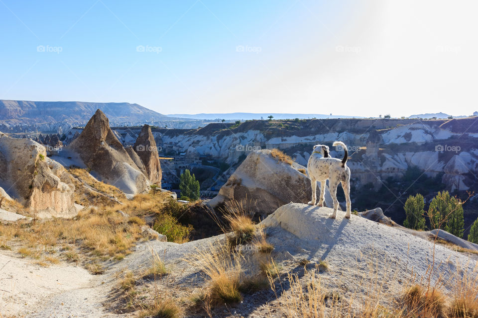 Dog in Cappadocia mountains