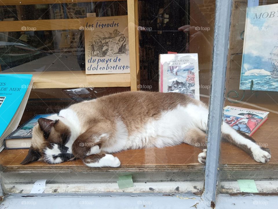 Sleeping cat in a bookshop window