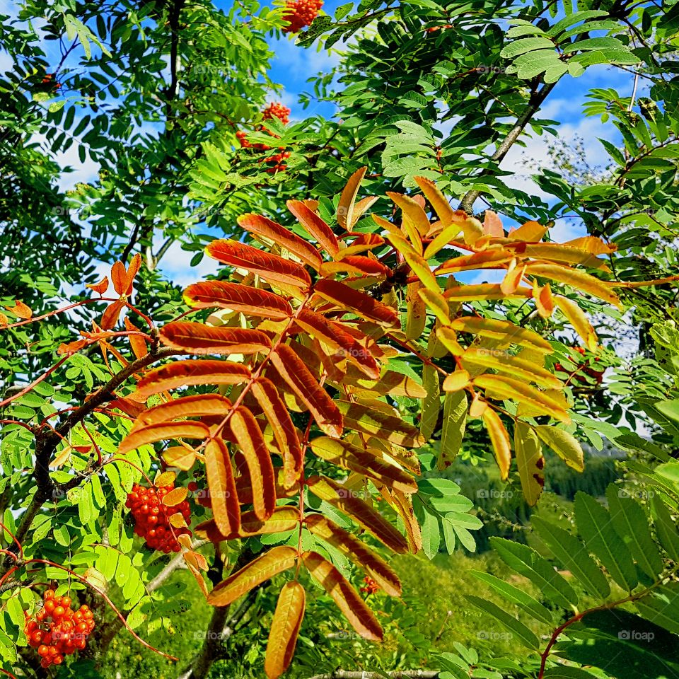 Low angle view of plant