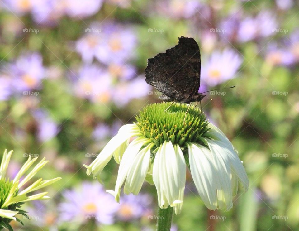 Flower and butterfly