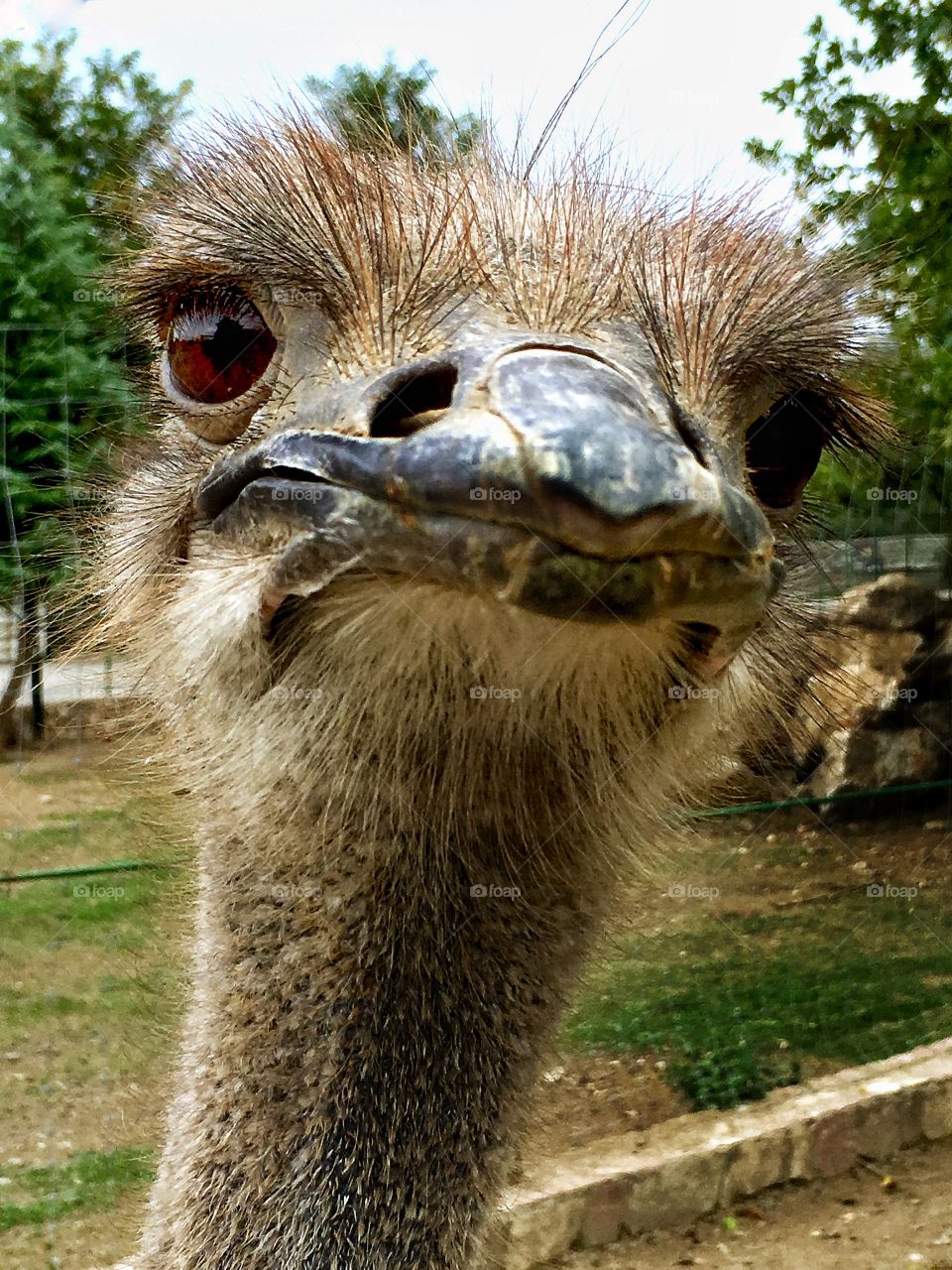 Ostrich gaze