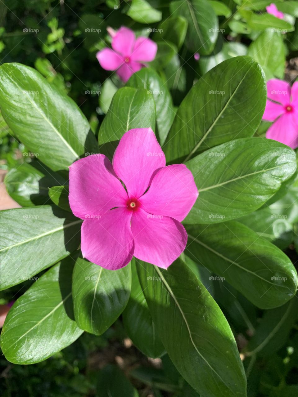 Pink flower