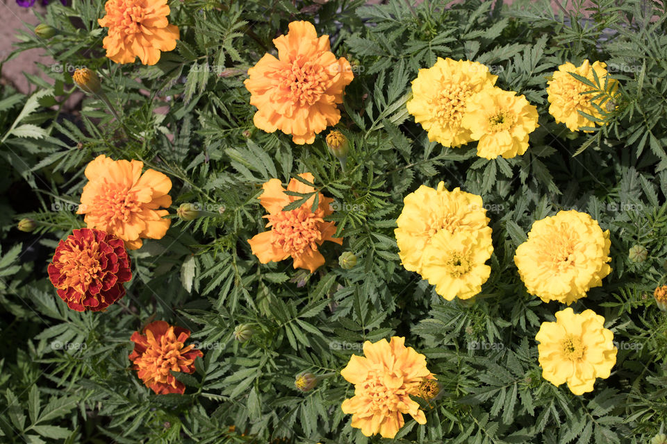 Flowers in pots