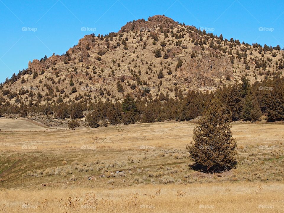 A one tree in front of Barnes Butte on a sunny day in Central Oregon. 