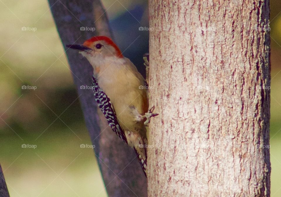 Red Bellied Woodpecker (male) 