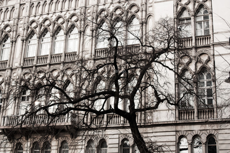 Tree in Budapest