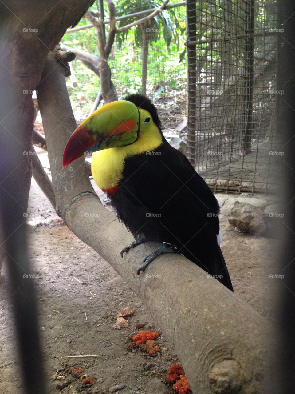 Tucan