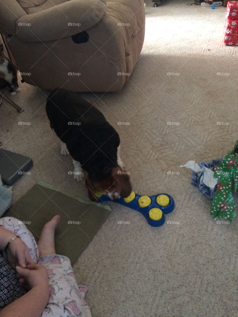 New toy for dog beagle they have to find the treats in the cups and remove the cup for the treat 