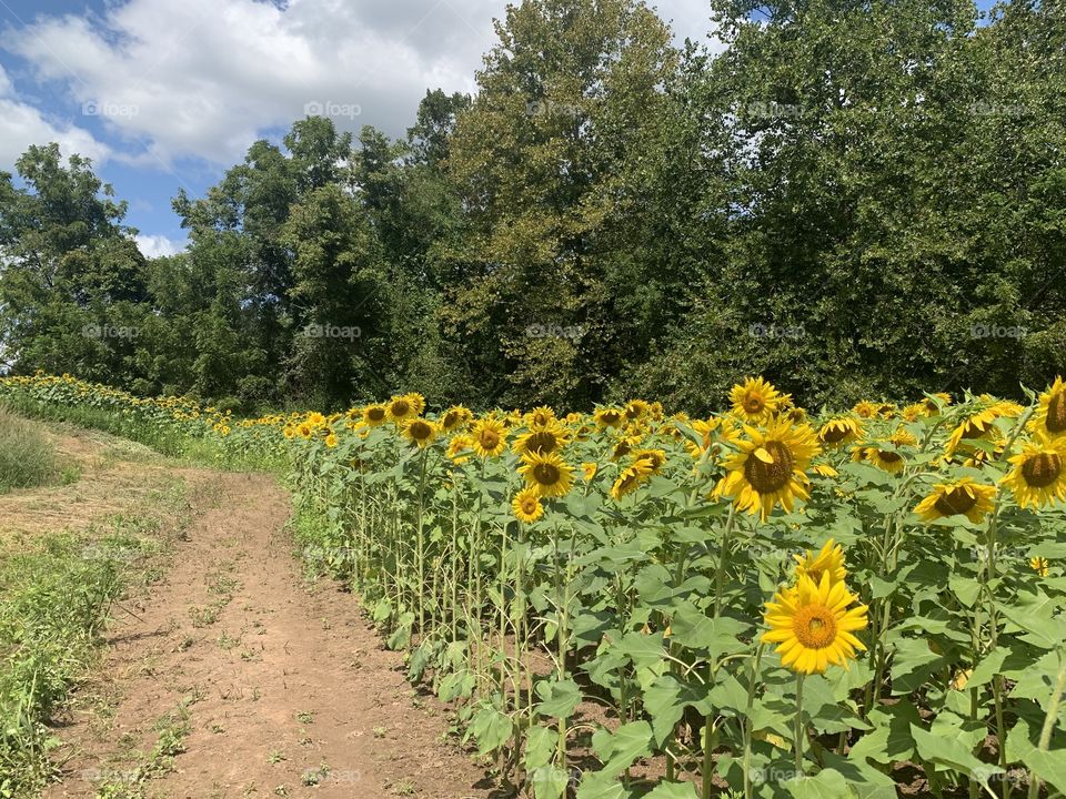 Summertime Field of Sunflowers 