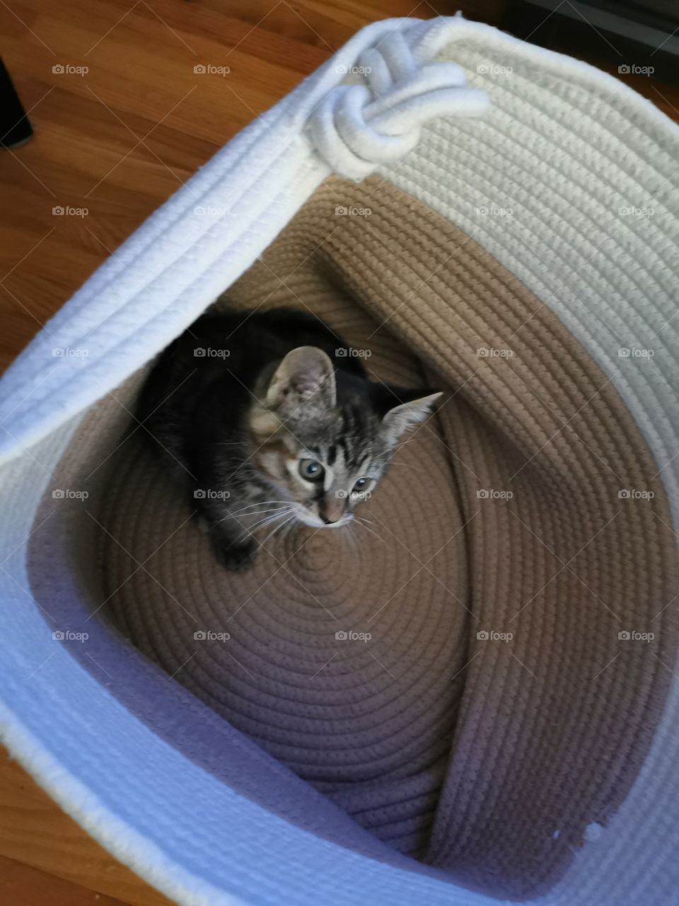 Basket kitten