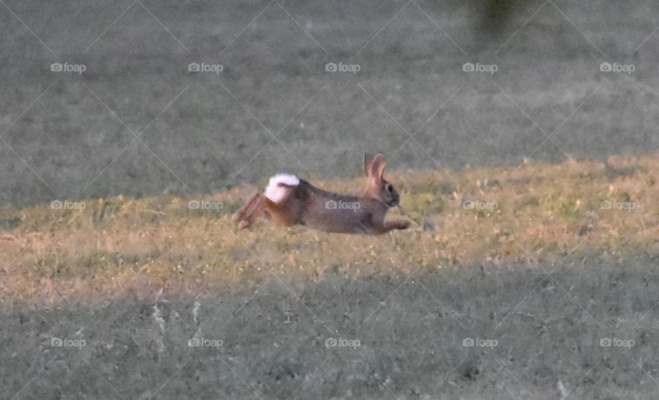 Running Rabbit