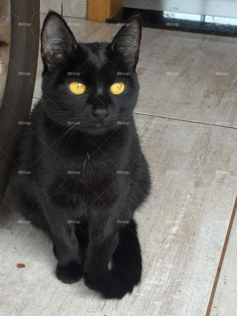 Meu gato 