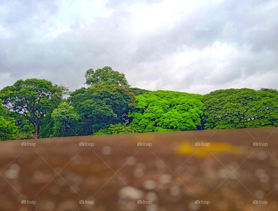 magical outside of forest in the view from top of the nearest rock wall