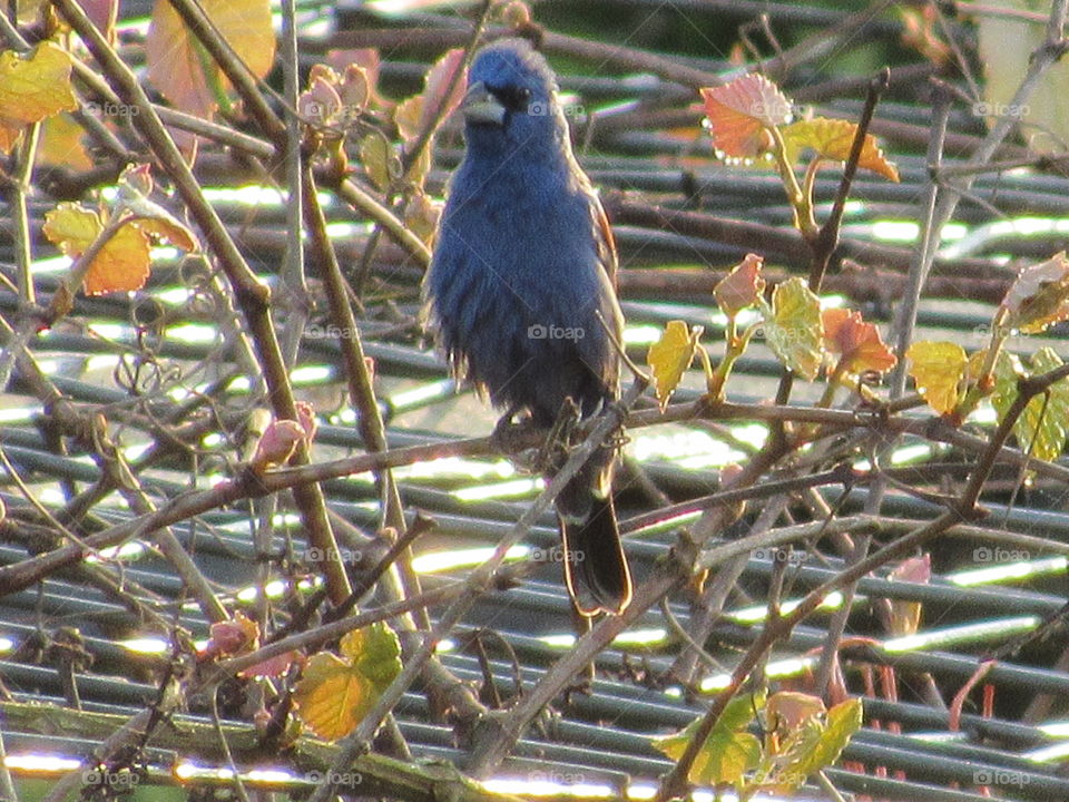 Blue Grosbeak on grape vine