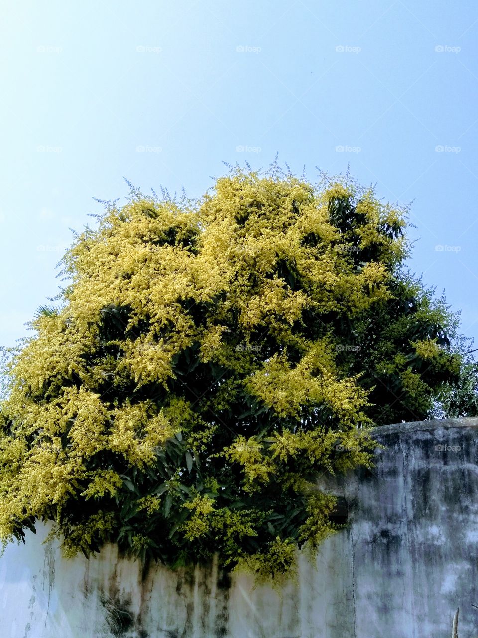 coming soon mango flowers