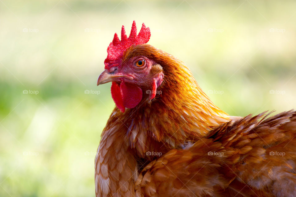 Hen