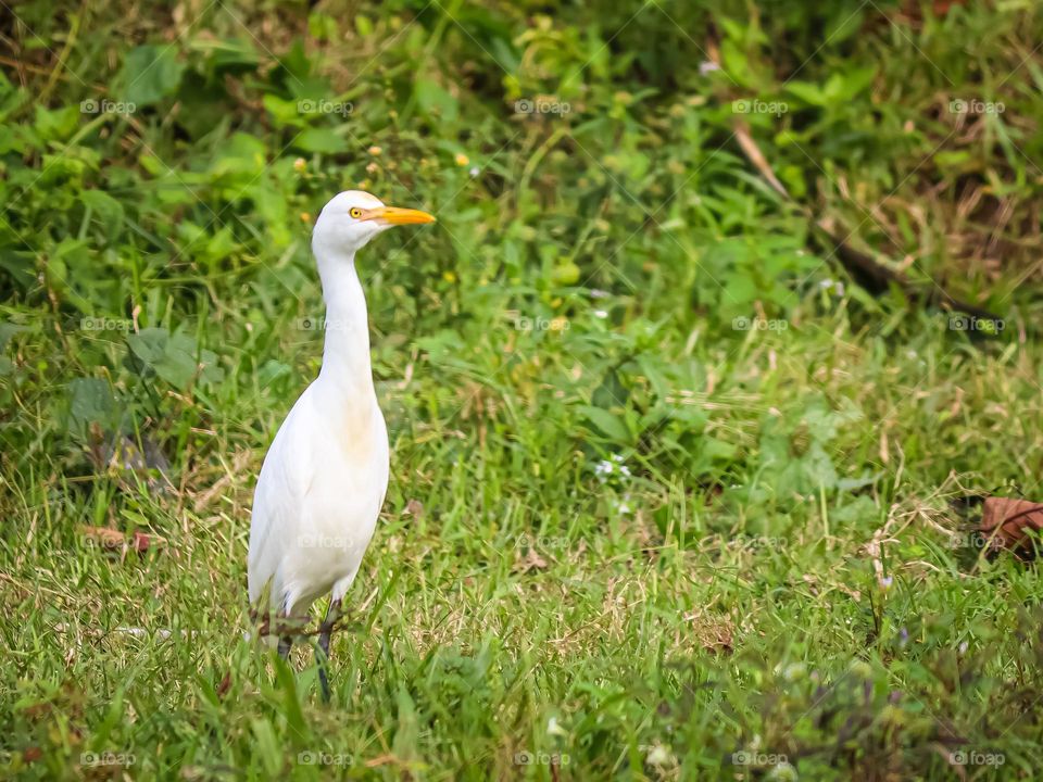 A white stork with green bushes background. 