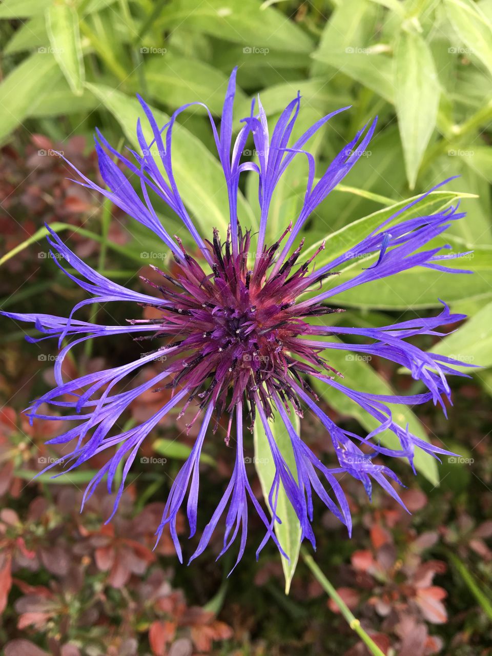 Perennial cornflower