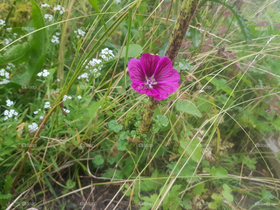 Purple flowers between the green.