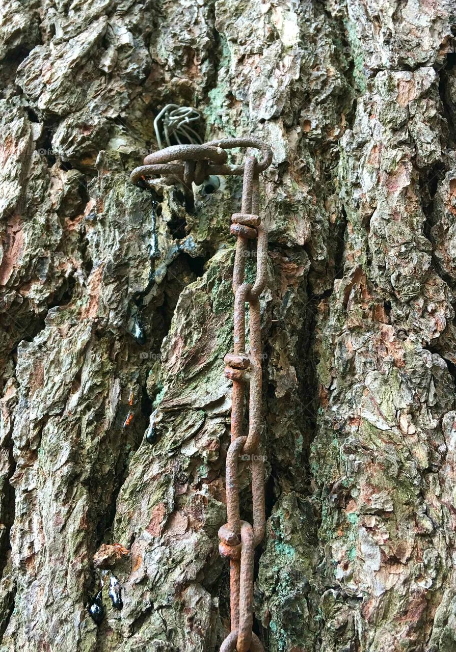 Rusty chain nailed into tree bark.