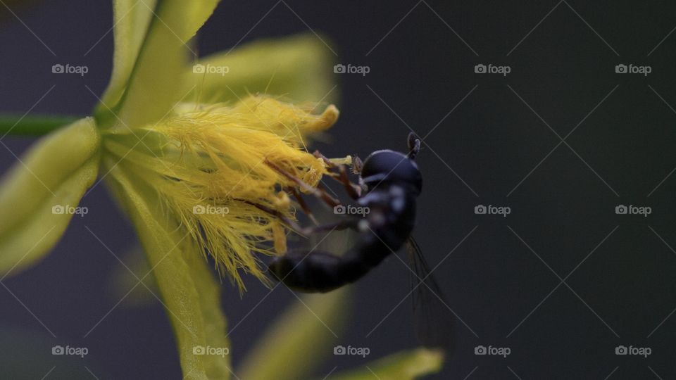Small black bee on a vibrant yellow flower. Spring is a celebration of flowers and pollinators. 