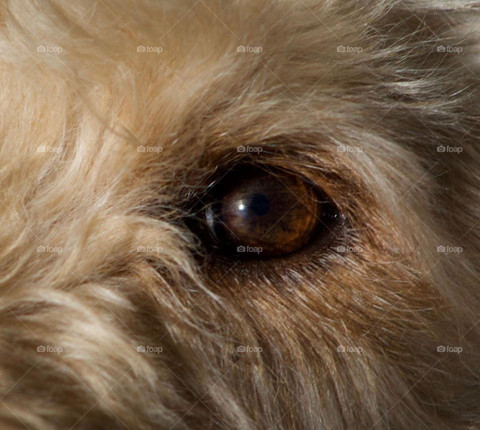 Eye of a Goldendoodle named Jethro