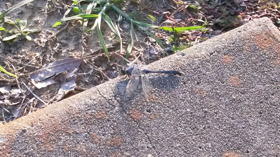 Dragonfly