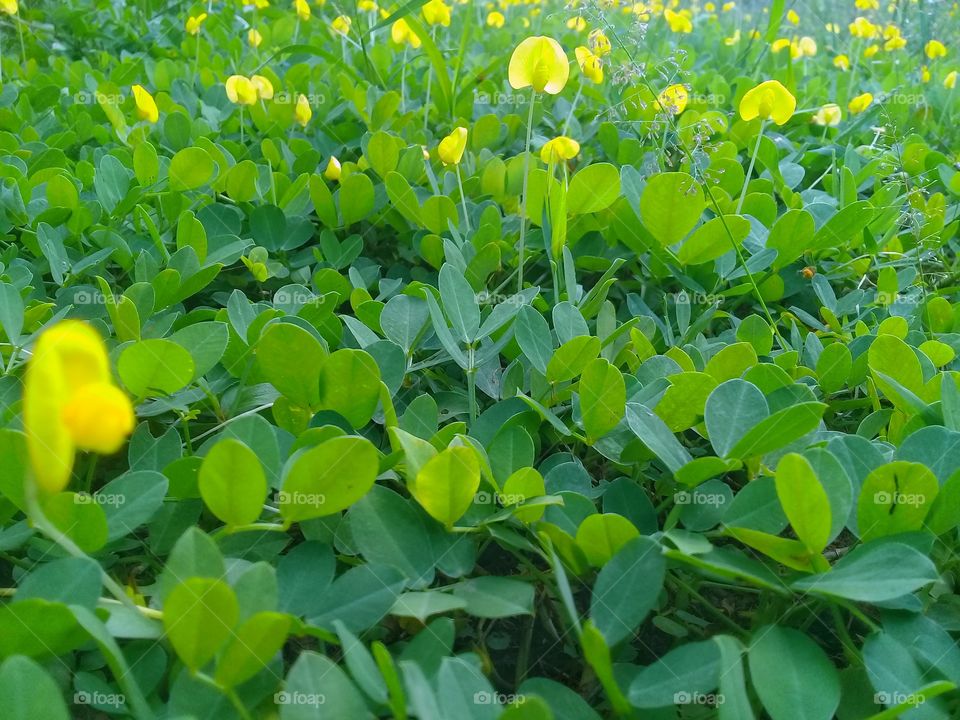 A stretch of small fresh yellow flowers that is uniquely shaped and attractive