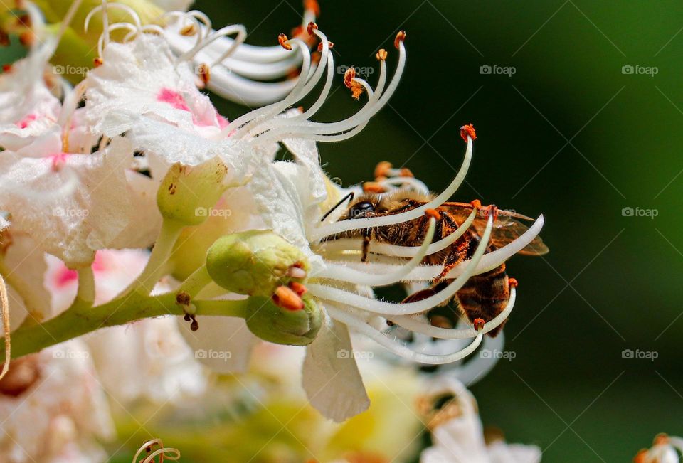 A bee on a chestnut blossom